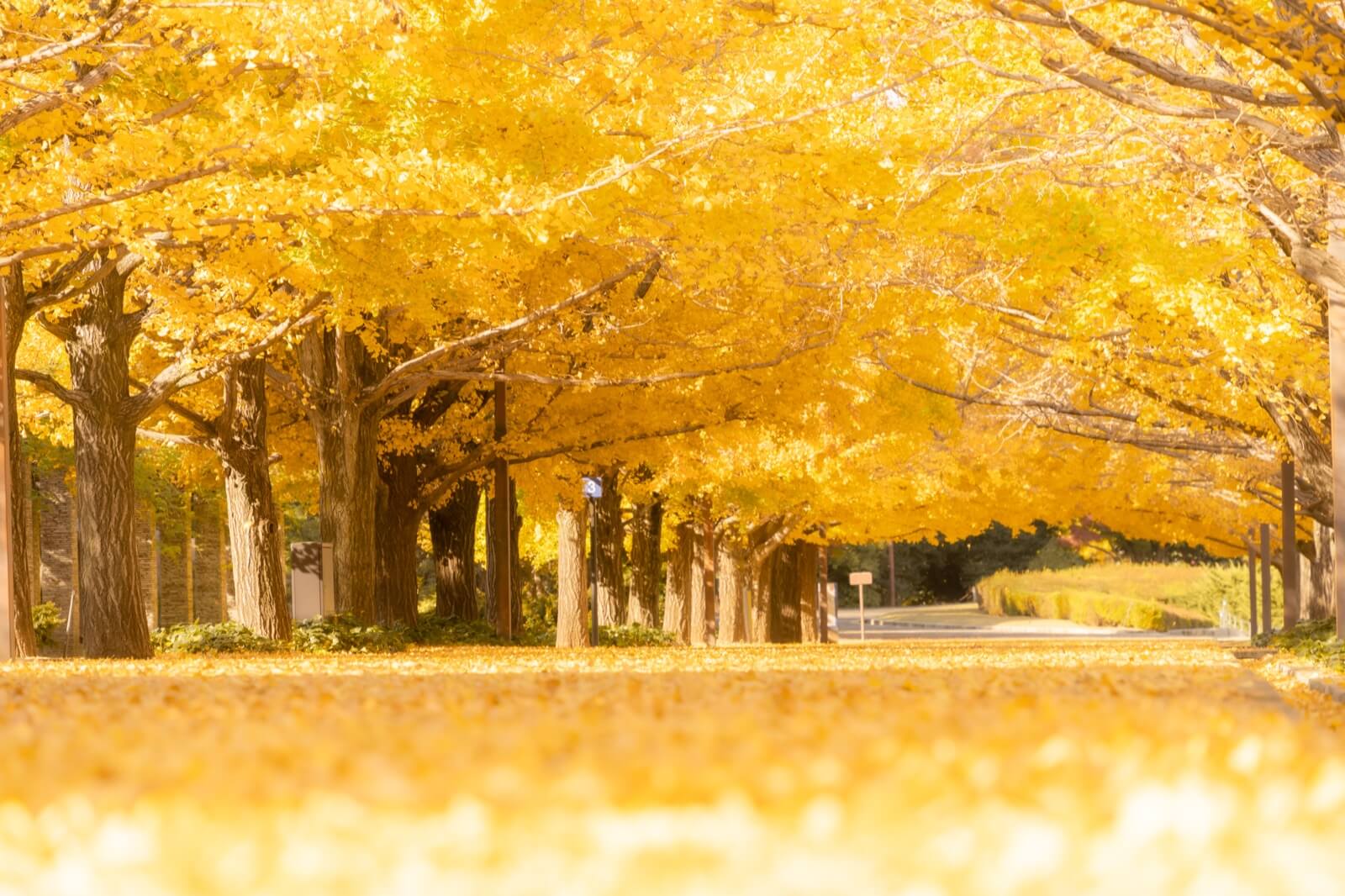 昭和記念公園でイチョウ(銀杏)並木の紅葉写真を開園ダッシュで撮影 