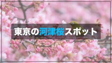 間もなく見頃を迎える東京の河津桜の名所を紹介 昨年の開花状況と共に